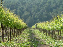workersvineyard-400x301