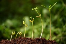 six seedlings growing from soil